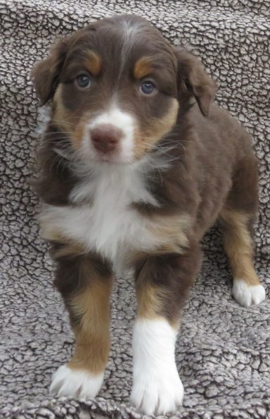 PIZAZZ- MINI RED TRI FEMALE