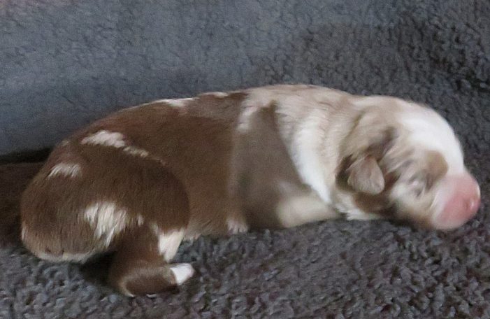 JESSICA-RMF JESSICA-RMF