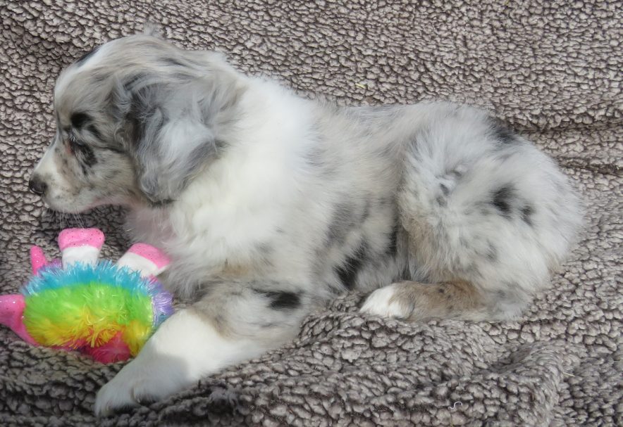 CLOVER STANDARD BLUE MERLE FEMALE