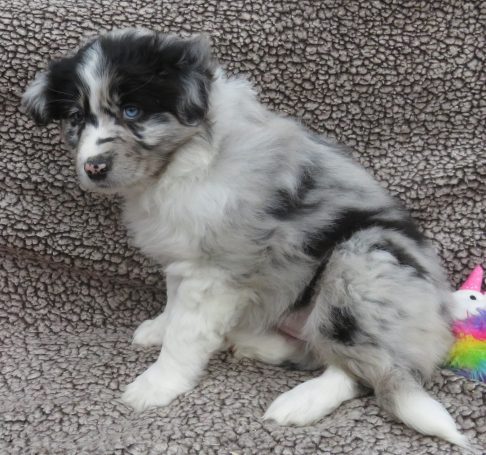 ISOBEL- STANDARD BLUE MERLE FEMALE W/TAIL