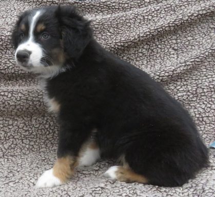 JACE- STANDARD BLACK TRI MALE