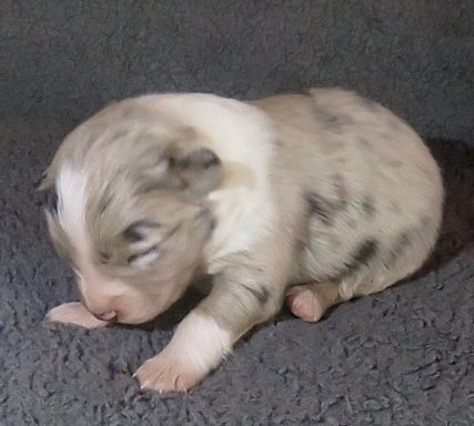 CLOVER-BMF CLOVER-BMF