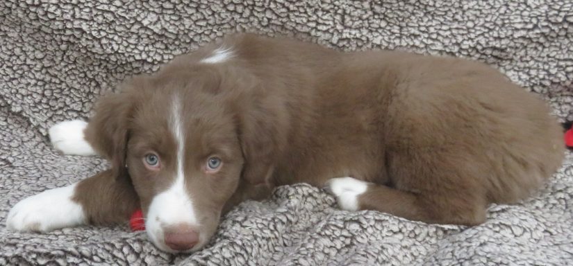 JOEY- STANDARD RED/WHITE MALE
