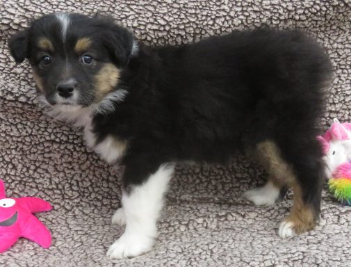 MOJO- MINI BLACK TRI FEMALE