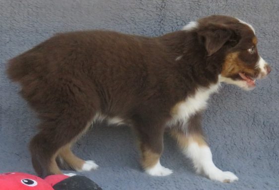 DEUCE- STANDARD RED TRI MALE-AVAILABLE