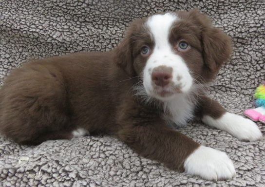 JENNY- STANDARD RED/WHITE FEMALE