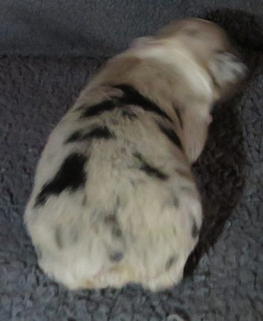 CLOVER-BMF CLOVER-BMF