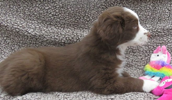 JENNY- STANDARD RED/WHITE FEMALE
