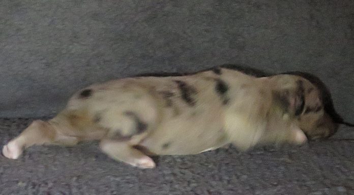 HONEYSUCKLE-BMF HONEYSUCKLE-BMF