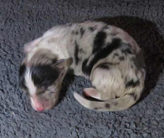 ISOBEL-BMF-W/TAIL ISOBEL-BMF-W/TAIL