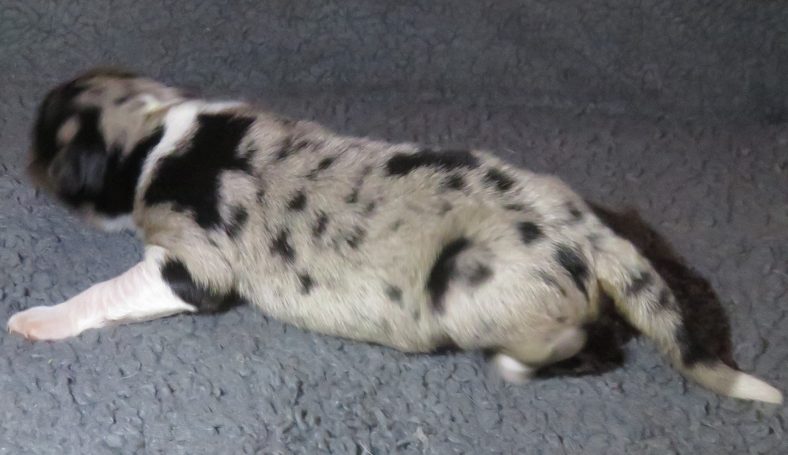 MORGAN-BMF W/TAIL MORGAN-BMF W/TAIL