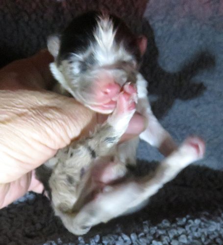 MORGAN-BMF W/TAIL MORGAN-BMF W/TAIL