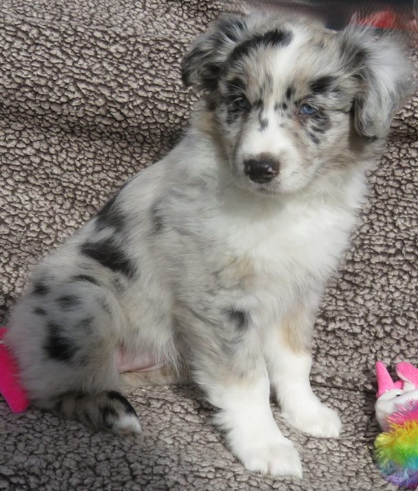 CLOVER STANDARD BLUE MERLE FEMALE