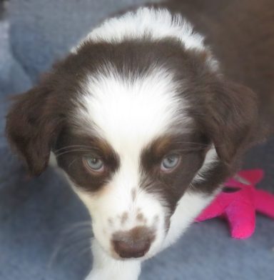 QUEENIE- STANDARD RED TRI FEMALE-RETAINED