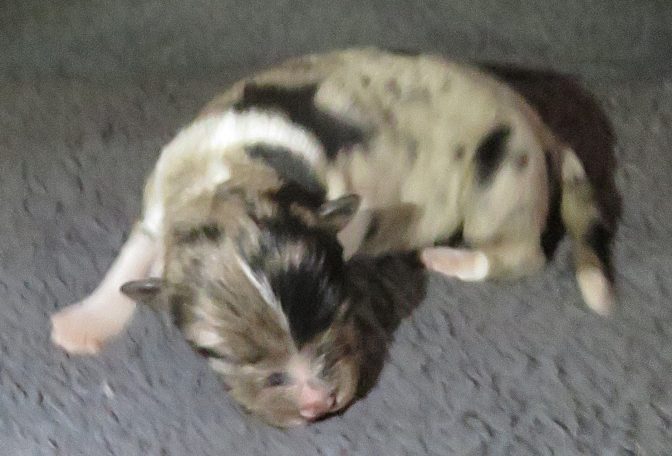 MORGAN-BMF W/TAIL MORGAN-BMF W/TAIL