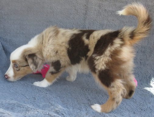 JOVIE- STANDARD RED MERLE FEMALE-SOLD