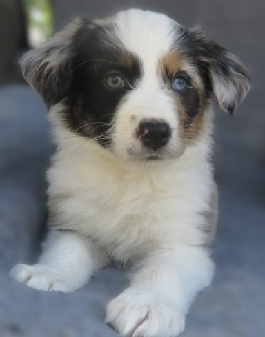 LOKI- STANDARD BLUE MERLE MALE-RESERVED