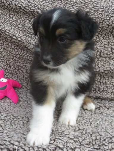 MOJO- MINI BLACK TRI FEMALE