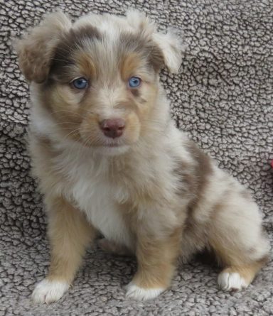 FLAIR- MINI RED MERLE MALE