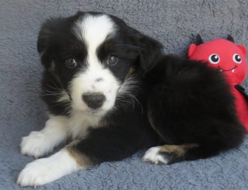 KING OF HEARTS- STANDARD BLACK TRI MALE-AVAILABLE