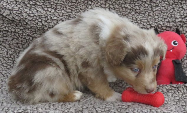 FLAIR- MINI RED MERLE MALE