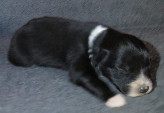 DANDY-LYON BBF DANDY-LYON BBF