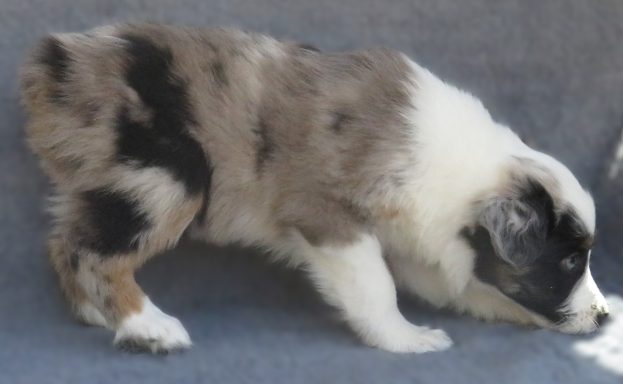 LOKI- STANDARD BLUE MERLE MALE-RESERVED