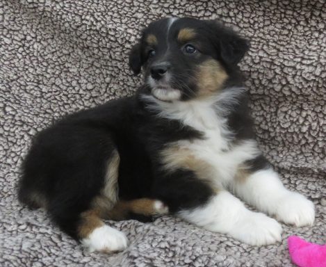 MOJO- MINI BLACK TRI FEMALE