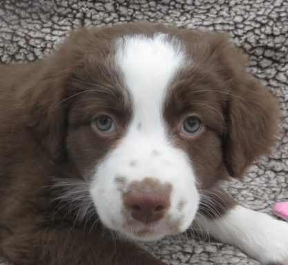 JENNY- STANDARD RED/WHITE FEMALE