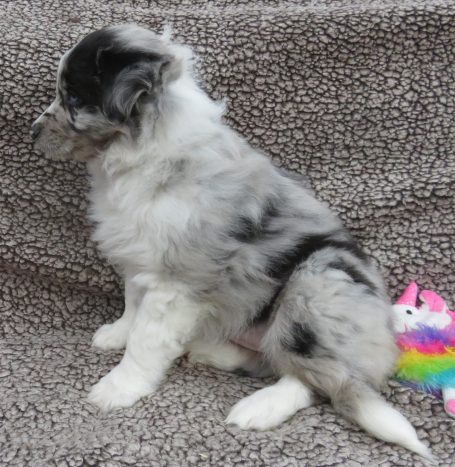 ISOBEL- STANDARD BLUE MERLE FEMALE W/TAIL