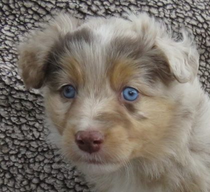 FLAIR- MINI RED MERLE MALE