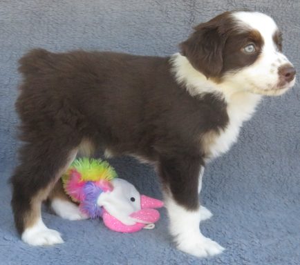 QUEENIE- STANDARD RED TRI FEMALE-RETAINED