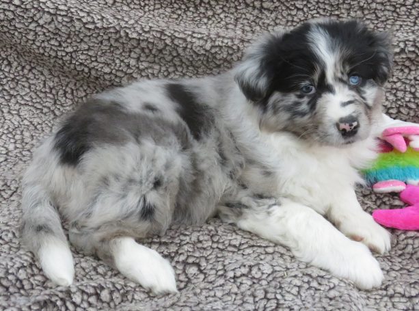 ISOBEL- STANDARD BLUE MERLE FEMALE W/TAIL