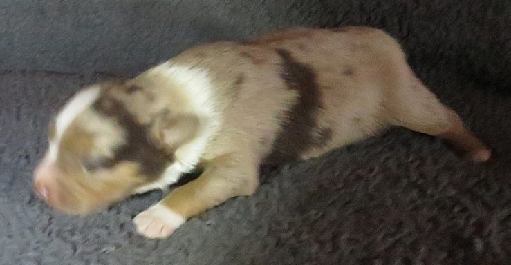 BUTTERCUP-RESERVED BUTTERCUP-RMF