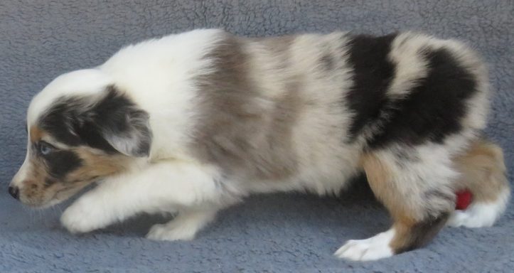 LOKI- STANDARD BLUE MERLE MALE-RESERVED