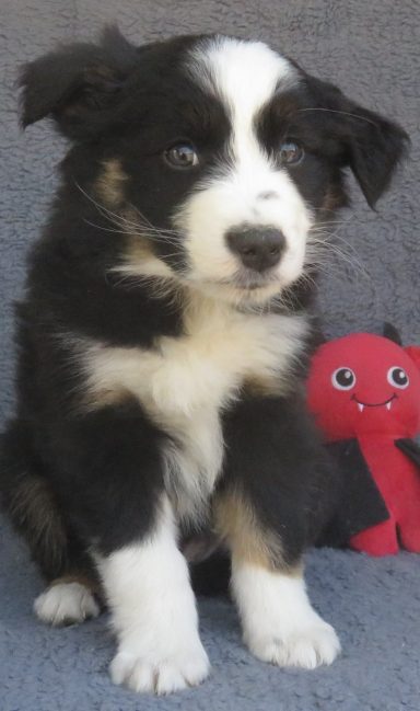 KING OF HEARTS- STANDARD BLACK TRI MALE-AVAILABLE