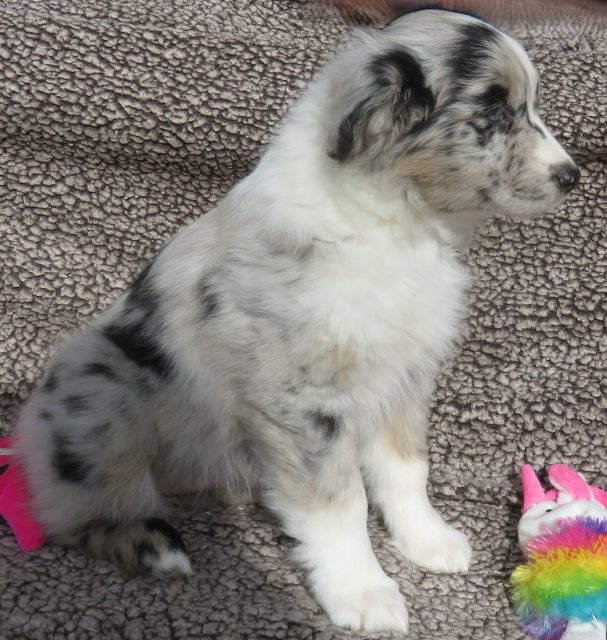 CLOVER STANDARD BLUE MERLE FEMALE
