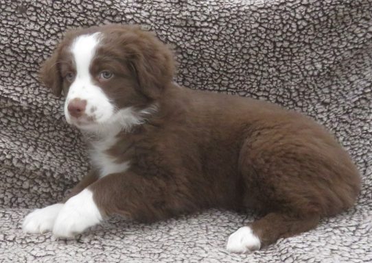 JENNY- STANDARD RED/WHITE FEMALE