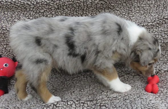 MAJIC- MINI BLUE MERLE MALE