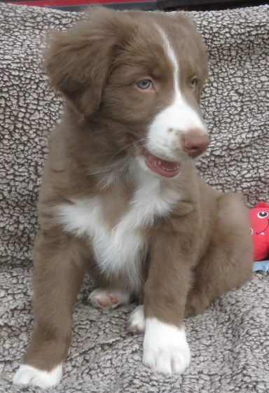 JOEY- STANDARD RED/WHITE MALE