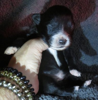 DANDY-LYON BBF DANDY-LYON BBF