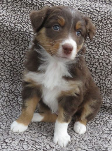 PIZAZZ- MINI RED TRI FEMALE