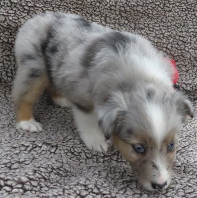WIZARD-MINI BLUE MERLE MALE