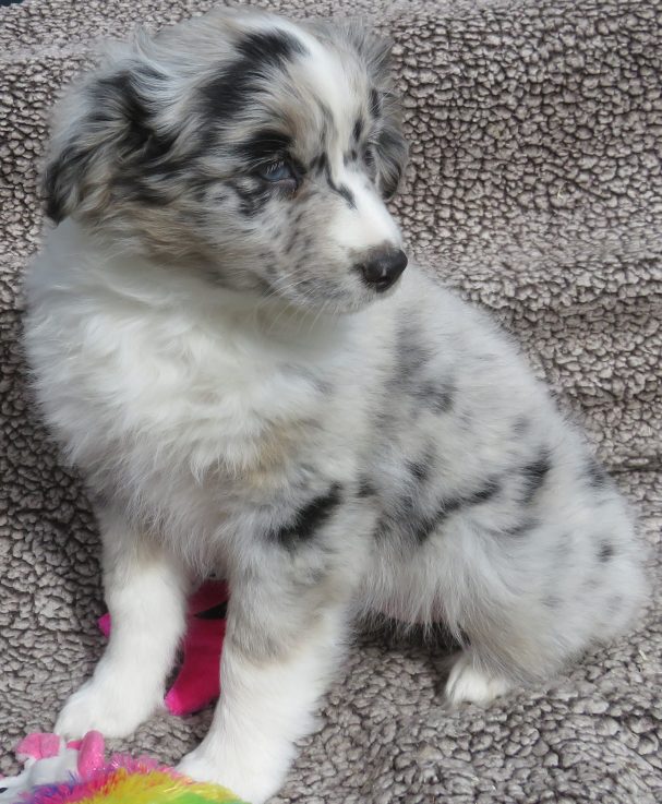 CLOVER STANDARD BLUE MERLE FEMALE