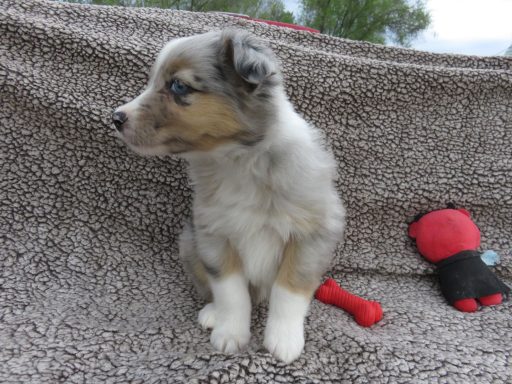 WIZARD-MINI BLUE MERLE MALE