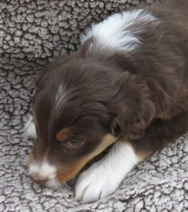 PIZAZZ- MINI RED TRI FEMALE