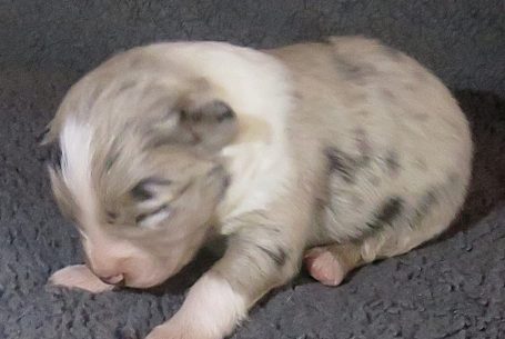 CLOVER-BLUE MERLE FEMALE