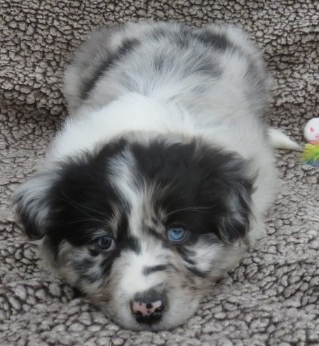 ISOBEL- STANDARD BLUE MERLE FEMALE W/TAIL