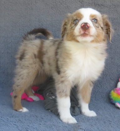 JOVIE- STANDARD RED MERLE FEMALE-SOLD