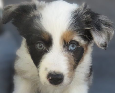 LOKI- STANDARD BLUE MERLE MALE-RESERVED